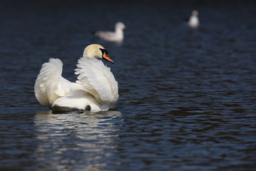Obraz premium Mute Swan, cygnus olor