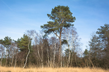 Frühlingsbeginn im Gildehauser Venn