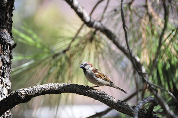 Southwest USA Beautiful Black bill Male House Sparrow Black mask, throat, and breast. Male House Sparrows are brightly colored birds with gray heads, white cheeks, a black bib
