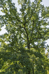 oak tree in the park