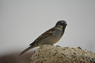 New Mexico Colorful wild bird on a pine tree branch in the woodland near the forest