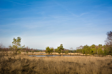 Frühlingsbeginn im Gildehauser Venn