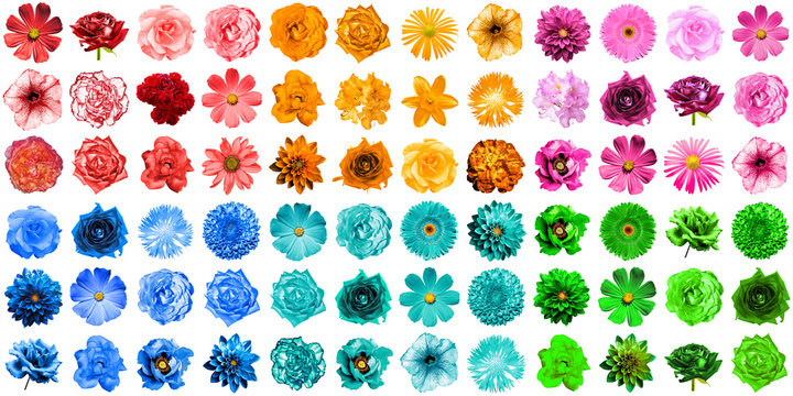 Fototapeta Mega pack of 72 in 1 natural and surreal blue, orange, red, green, turquoise and pink flowers isolated on white