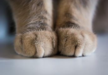 Close-up of cat's paw