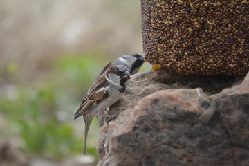 Southwest USA Beautiful Black bill Male House Sparrow Black mask, throat, and breast. Male are brightly colored birds with gray heads, white cheeks, a black bib.