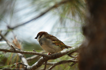 Southwest USA Beautiful Black bill Male House Sparrow Black mask, throat, and breast. Male House Sparrows are brightly colored birds with gray heads, white cheeks, a black bib.