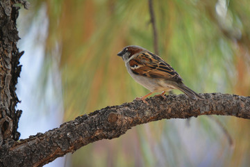 Southwest USA Beautiful Black bill Male House Sparrow Black mask, throat, and breast. Male House Sparrows are brightly colored birds with gray heads, white cheeks, a black bib.