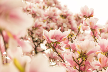 Rosa Magnolienblüten im Frühling