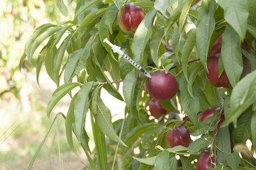 Peach with a syringe