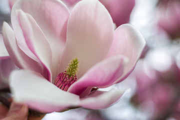 Rosa Magnolienblüte, Makro
