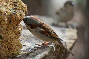 Southwest USA Beautiful Black bill Male House Sparrow Black mask, throat, and breast. Male House Sparrows are brightly colored birds with gray heads, white cheeks, a black bib.