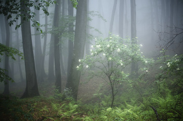 white flowers in forest fantasy landscape