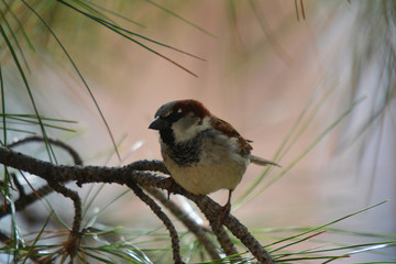 Southwest USA Beautiful Black bill Male House Sparrow Black mask, throat, and breast. Male House Sparrows are brightly colored birds with gray heads, white cheeks, a black bib.