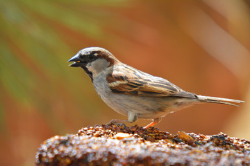 Southwest USA Beautiful Black bill Male House Sparrow Black mask, throat, and breast. Male House Sparrows are brightly colored birds with gray heads, white cheeks, a black bib.