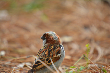 Southwest USA Beautiful Black bill Male House Sparrow Black mask, throat, and breast. Male House Sparrows are brightly colored birds with gray heads, white cheeks, a black bib.