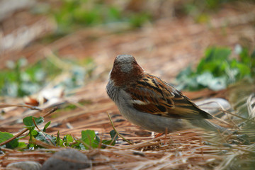 Southwest USA Beautiful Black bill Male House Sparrow Black mask, throat, and breast. Male House Sparrows are brightly colored birds with gray heads, white cheeks, a black bib.