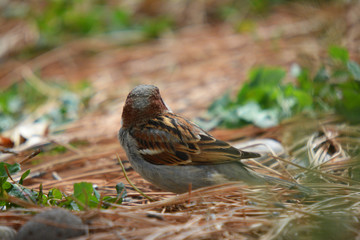 Southwest USA Beautiful Black bill Male House Sparrow Black mask, throat, and breast. Male House Sparrows are brightly colored birds with gray heads, white cheeks, a black bib.