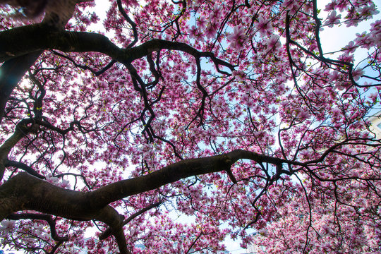 Magnolienbäume von unten, Blütendach