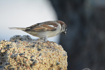 Southwest USA Beautiful Black bill Male House Sparrow Black mask, throat, and breast. Male House Sparrows are brightly colored birds with gray heads, white cheeks, a black bib.