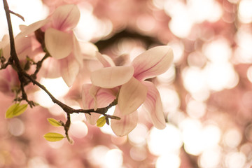 Rosa Magnolienblüten im Frühling