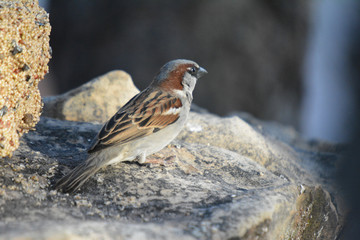 Southwest USA Beautiful Black bill Male House Sparrow Black mask, throat, and breast. Male House Sparrows are brightly colored birds with gray heads, white cheeks, a black bib.