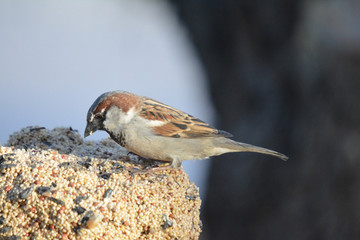 Southwest USA Beautiful Black bill Male House Sparrow Black mask, throat, and breast. Male House Sparrows are brightly colored birds with gray heads, white cheeks, a black bib.