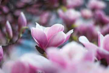 Obraz na płótnie Canvas Rosa Magnolienblüten im Frühling