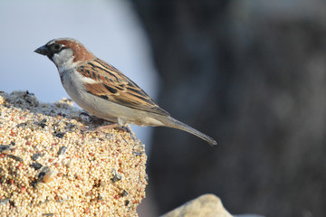 Southwest USA Beautiful Black bill Male House Sparrow Black mask, throat, and breast. Male House Sparrows are brightly colored birds with gray heads, white cheeks, a black bib.