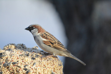 Southwest USA Beautiful Black bill Male House Sparrow Black mask, throat, and breast. Male House Sparrows are brightly colored birds with gray heads, white cheeks, a black bib.