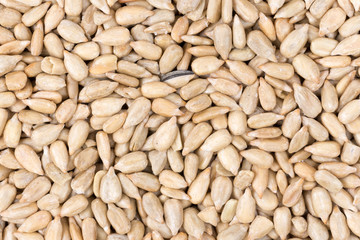 Sunflower seeds background macro photography