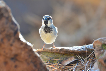 Southwest USA Beautiful Black bill Male House Sparrow Black mask, throat, and breast. Male House Sparrows are brightly colored birds with gray heads, white cheeks, a black bib