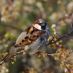 House Sparrow on branch, Passer domesticus