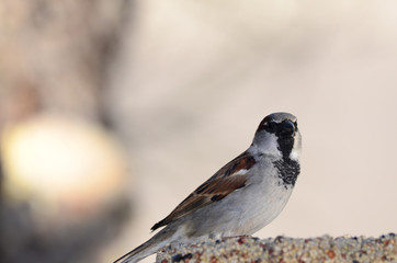 Southwest USA Beautiful Black bill Male House Sparrow Black mask, throat, and breast. Male House Sparrows are brightly colored birds with gray heads, white cheeks, a black bib.