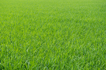 green rice fields