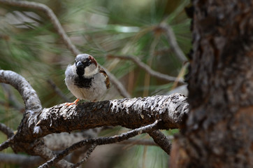 Southwest USA Beautiful Black bill Male House Sparrow Black mask, throat, and breast. Male House...