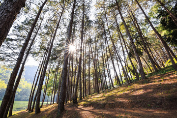 Pine trees against sunlight