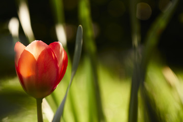 Fototapeta premium Rote Tulpe