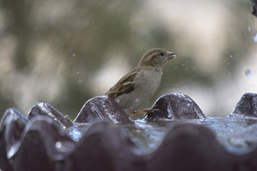Southwest USA Beautiful Dark streaks Female House Sparrow Underparts grayish, upperparts brownish black with dark streaks. Females are a plain buffy-brown overall with dingy gray-brown underparts.