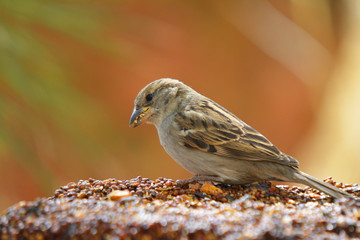 Colorful wild bird eating from a bird seed block feeder