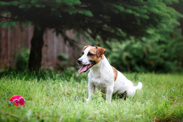 Dog breed Jack Russell Terrier walks on nature