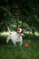 Dog breed Jack Russell Terrier walks on nature