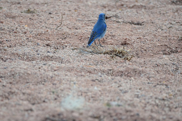 Southwest USA Beautiful Mountain Blue Bird, Male are sky-blue, a bit darker on wings and tail and a bit paler below, with white under the tail. Females gray-brown with pale blue in the wings and tail.