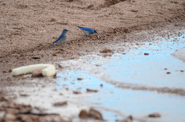 Southwest USA Beautiful Mountain Blue Bird, Male are sky-blue, a bit darker on wings and tail and a bit paler below, with white under the tail. Females gray-brown with pale blue in the wings and tail.