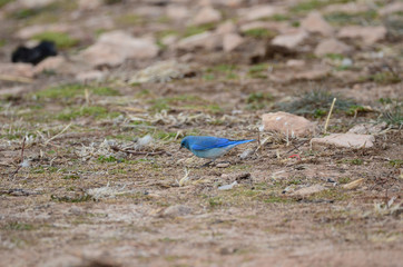 Southwest USA Beautiful Mountain Blue Bird, Male are sky-blue, a bit darker on wings and tail and a bit paler below, with white under the tail. Females gray-brown with pale blue in the wings and tail.