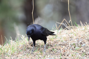 Southwest USA Beautiful Common Raven or American Crow, are entirely black, right down to the legs, eyes, and beak. Feathers covering nostrils and base of bill.