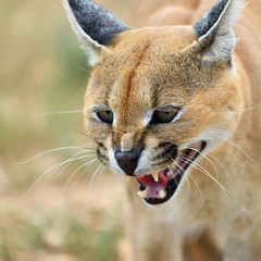 Caracal portrait in Namibia