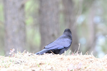 Southwest USA Beautiful Common Raven or American Crow, are entirely black, right down to the legs, eyes, and beak. Feathers covering nostrils and base of bill.