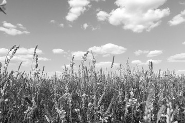 Beautiful summer black and white landscape with plants and cloudy sky