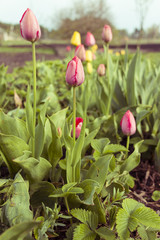 Pink tulips in a garden