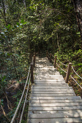 Pathway in the forest